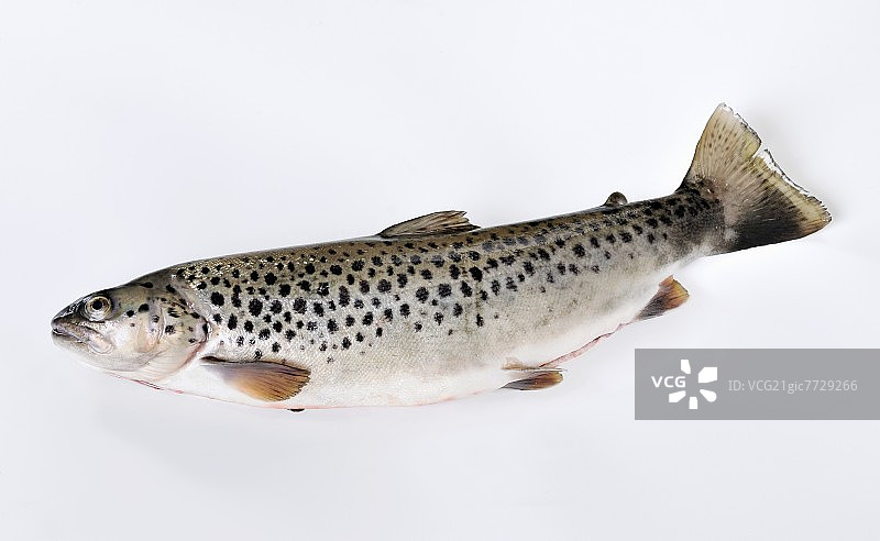 海鳟鱼图片素材