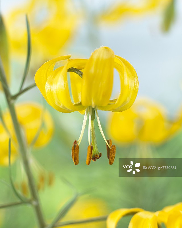 黄色萱草图片素材