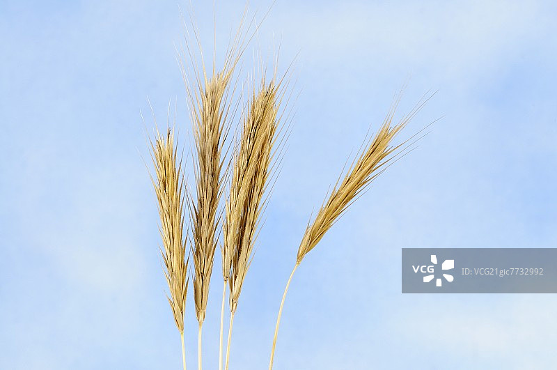 野生黑麦图片素材