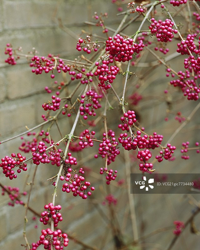 紫珠（华紫珠变种）图片素材