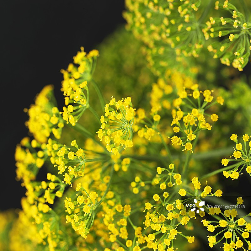 莳萝花（特写）图片素材