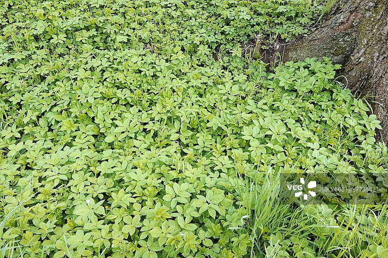 树旁的地接骨木图片素材