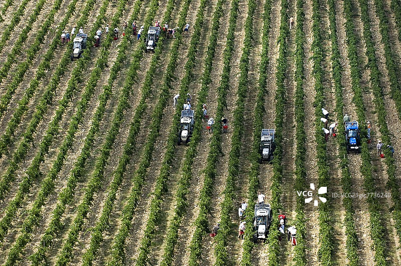 托斯卡纳布罗利奥城堡人工采摘葡萄图片素材