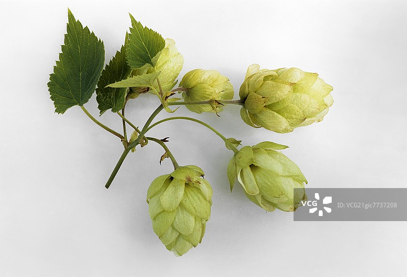 啤酒花与叶子图片素材