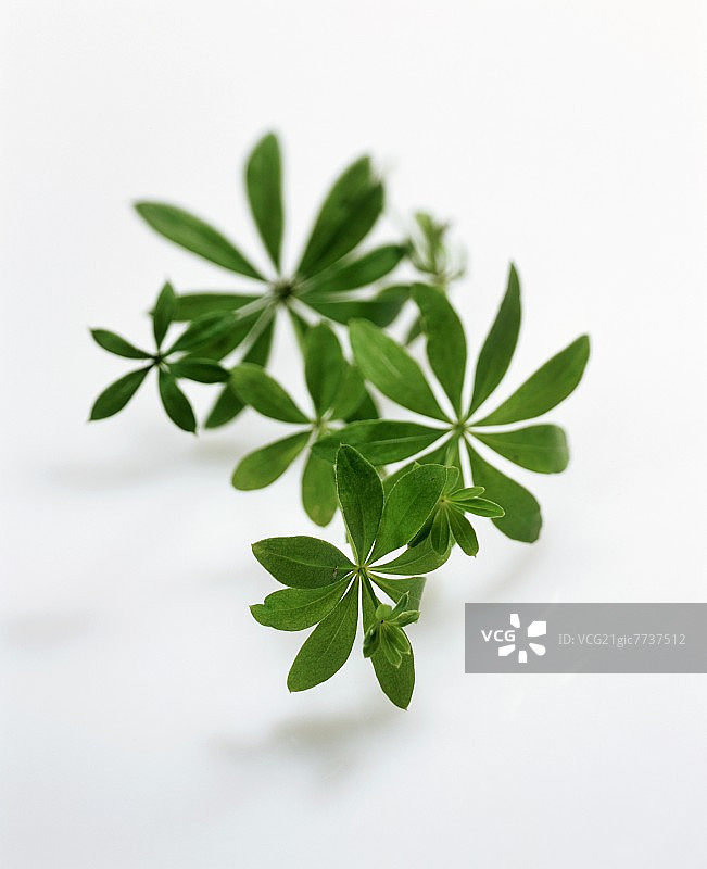 伍德拉夫图片素材