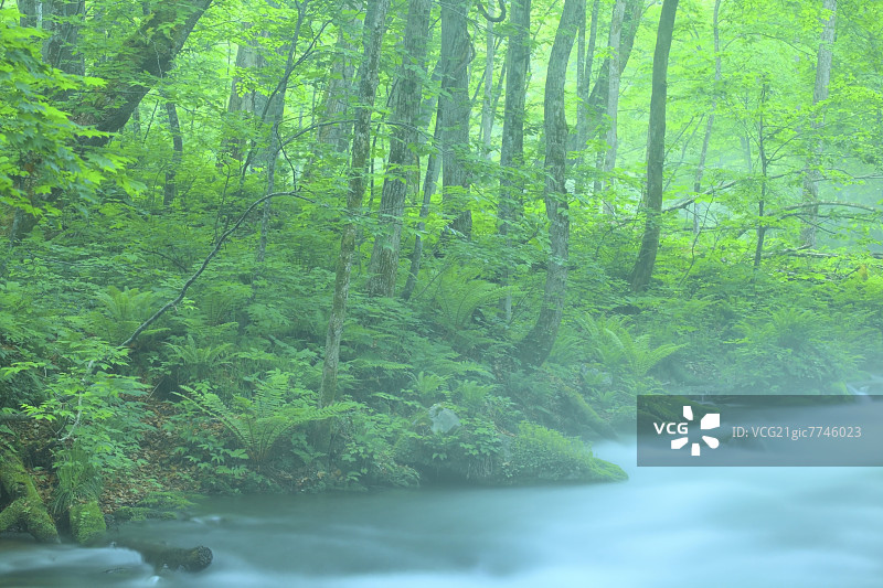 青森县奥入濑山涧图片素材