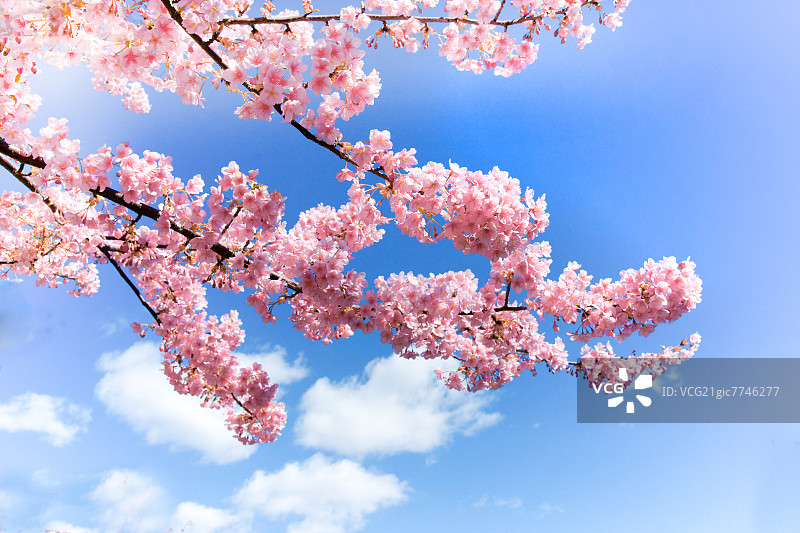 樱花与天空图片素材