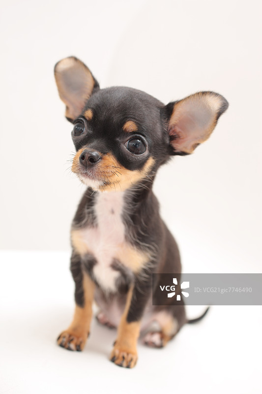 吉娃娃图片素材