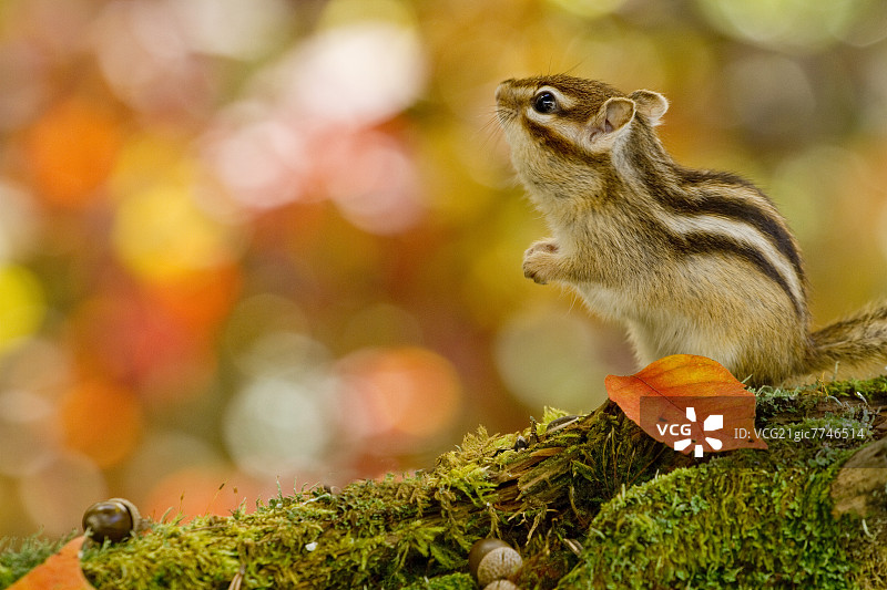 花栗鼠图片素材