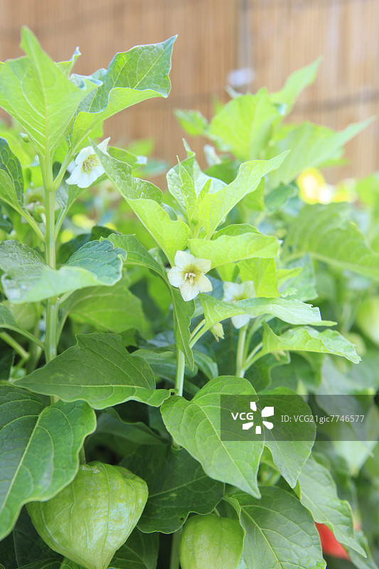 红姑娘花图片素材