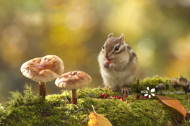 花栗鼠吃红色浆果图片素材