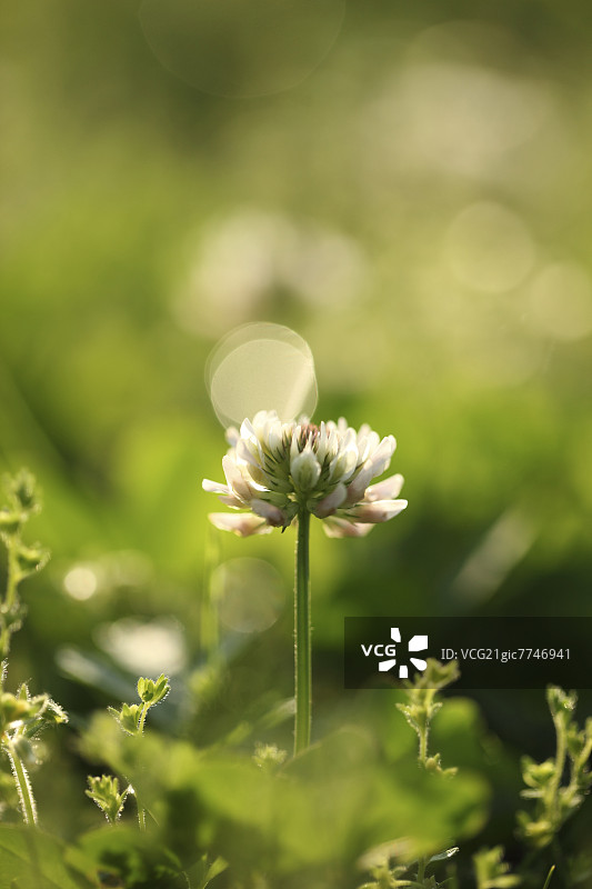 白车轴草图片素材