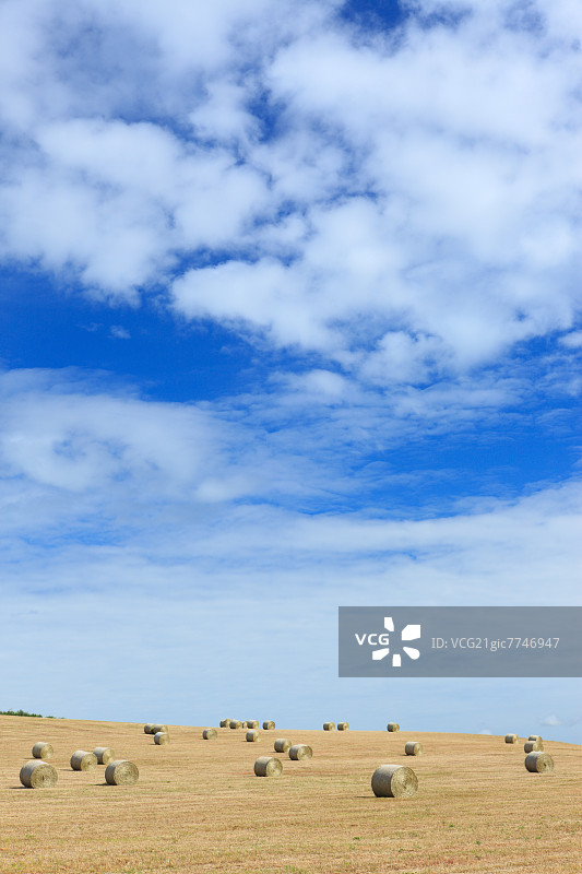 北海道的麦田和蓝天白云图片素材