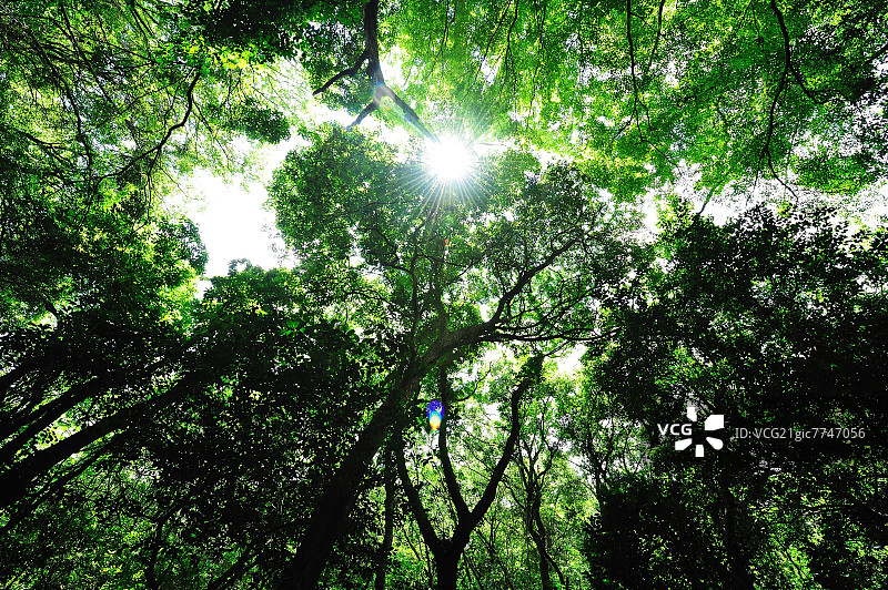 夏季三重县的森林图片素材