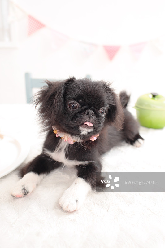 京巴犬混血图片素材