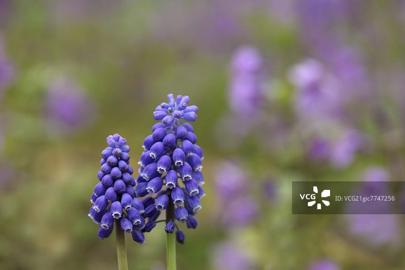 蓝壶花图片素材