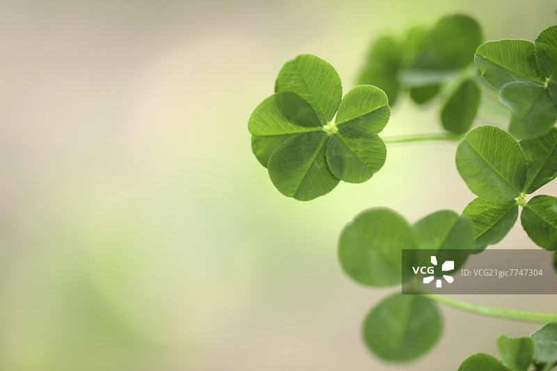 三叶草图片素材