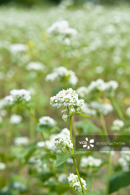 荞麦花图片素材