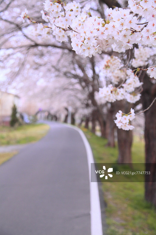 樱花与道路图片素材