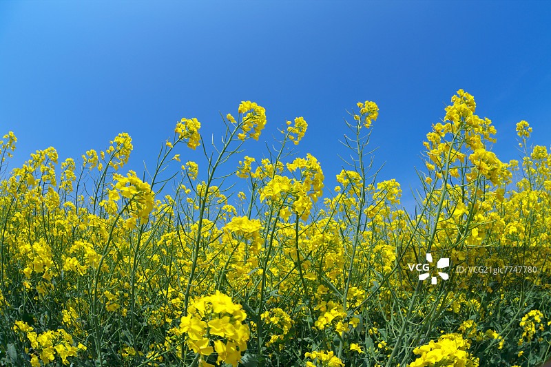 北海道的田芥和天空图片素材