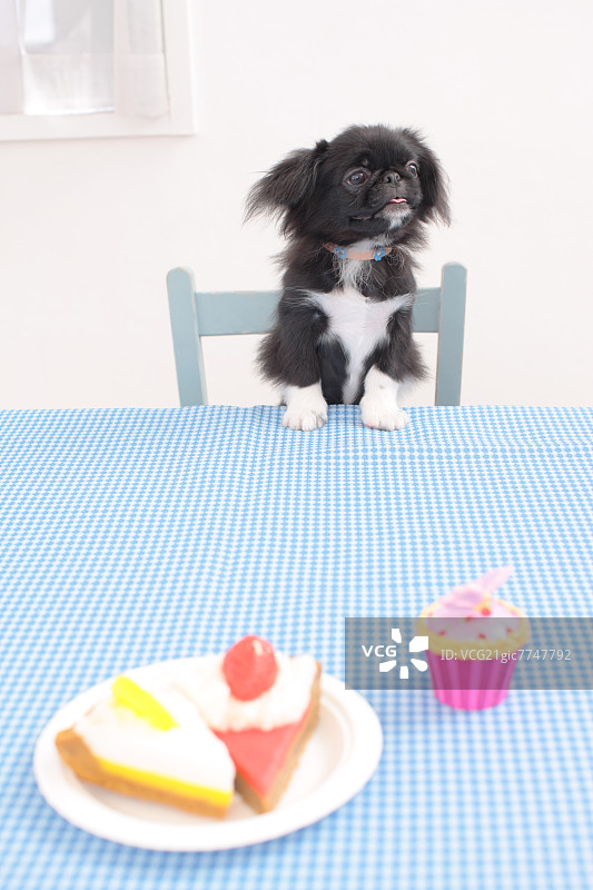京巴犬混血图片素材