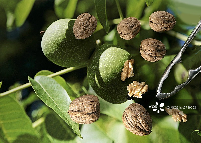 覆盖着核桃的胡桃夹子图片素材