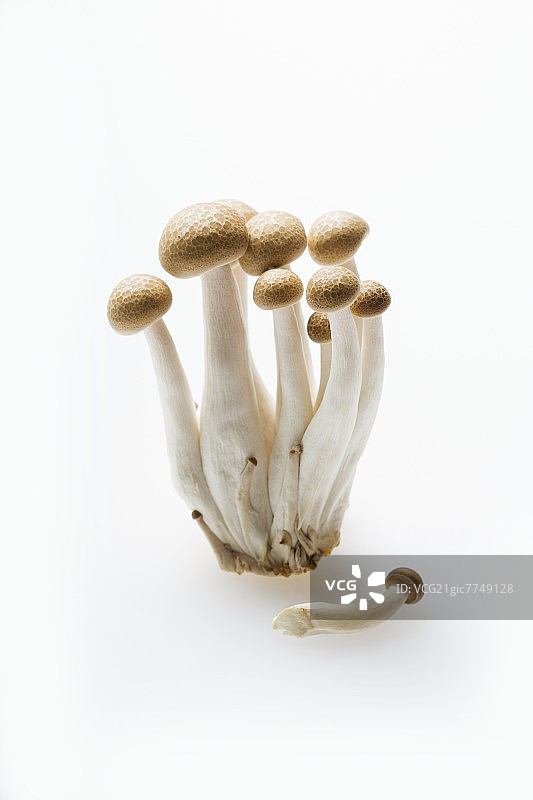 白色背景上的白玉菇图片素材