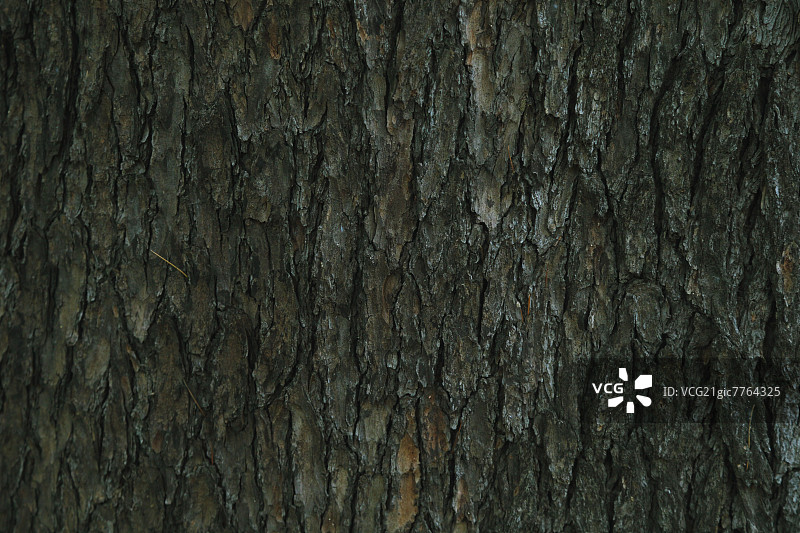 树皮图片素材