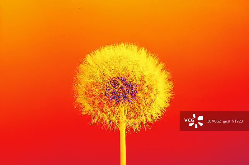 马勃菇图片素材