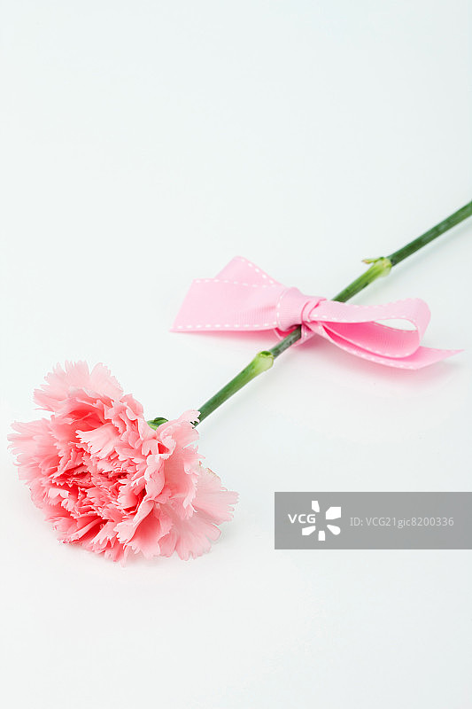 花朵头部图片素材