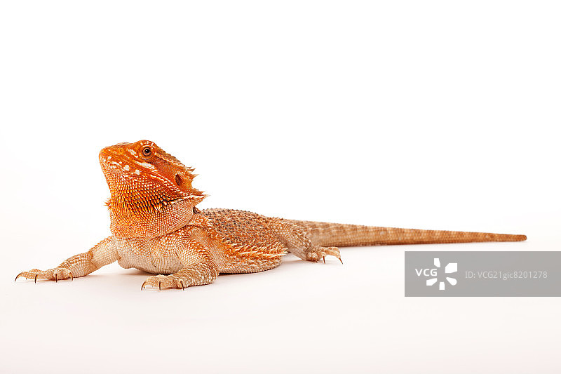 鬃狮蜥图片素材