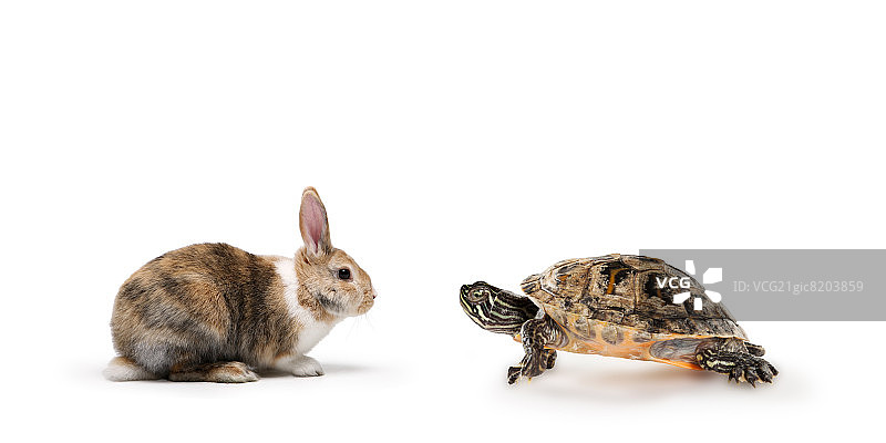 龟兔赛跑图片素材