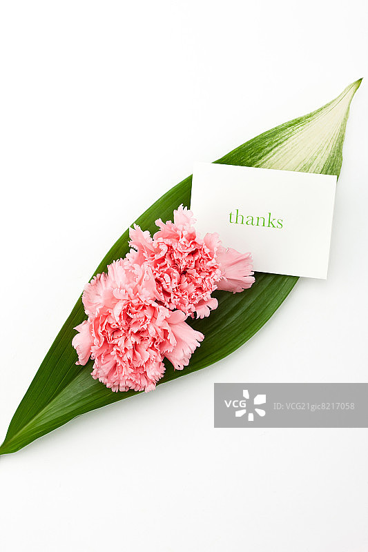 花朵头部图片素材