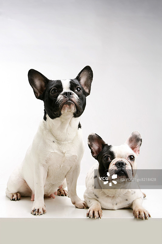 坐在一起的法国斗牛犬图片素材