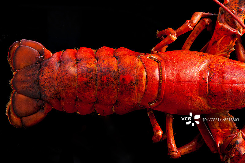 红色的小龙虾图片素材
