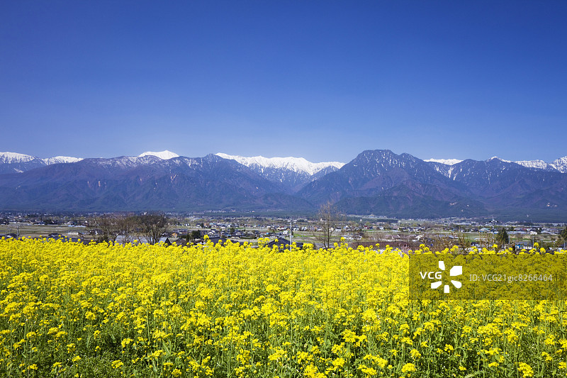 长野县油菜花田图片素材