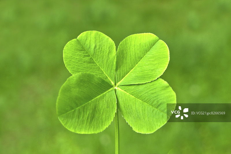 四叶草图片素材