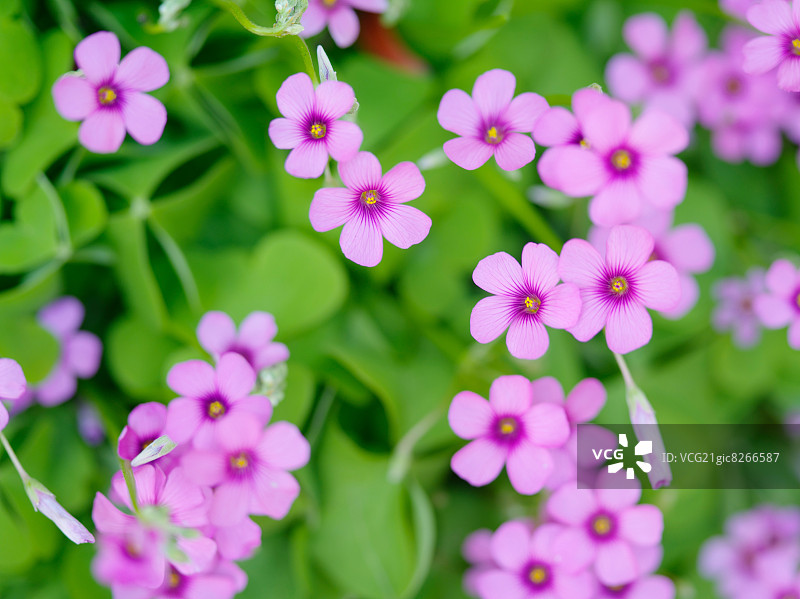 紫色酢浆草图片素材