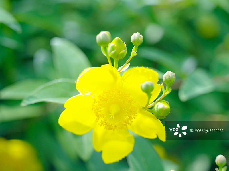 金丝桃图片素材