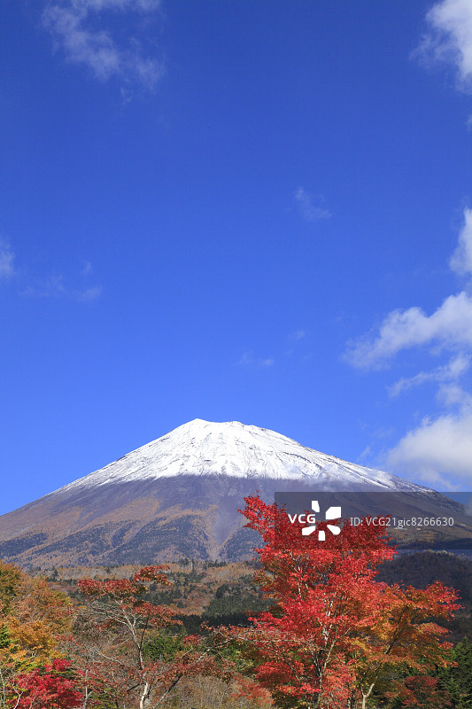富士山和秋叶，静冈县图片素材