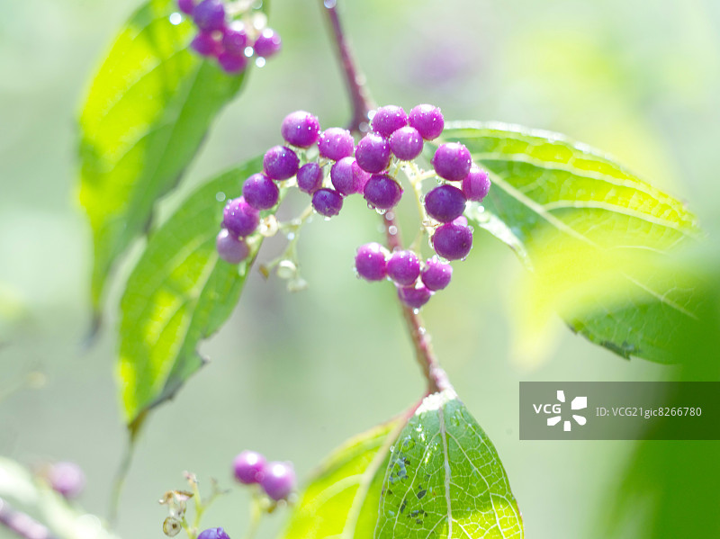 日本紫珠图片素材