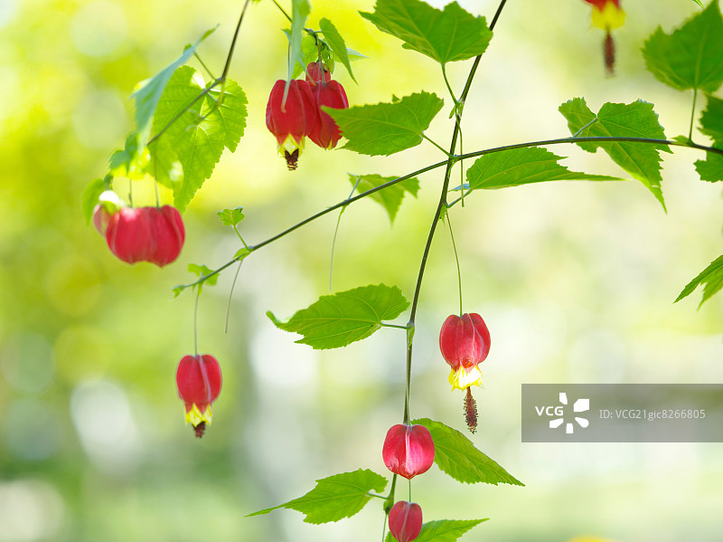 桔梗花图片素材