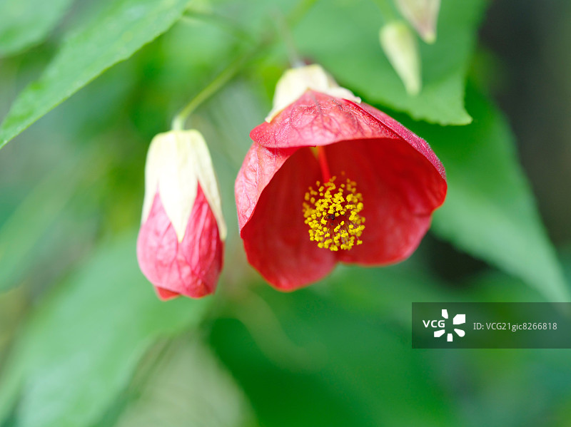 桔梗花图片素材