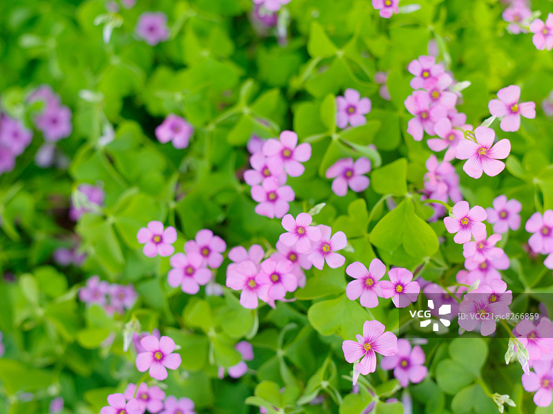 紫色酢浆草图片素材