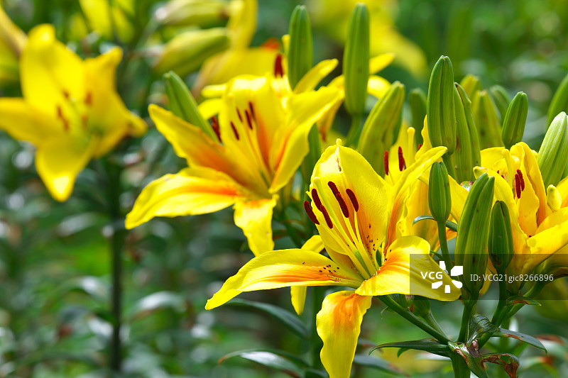 莉莉花图片素材