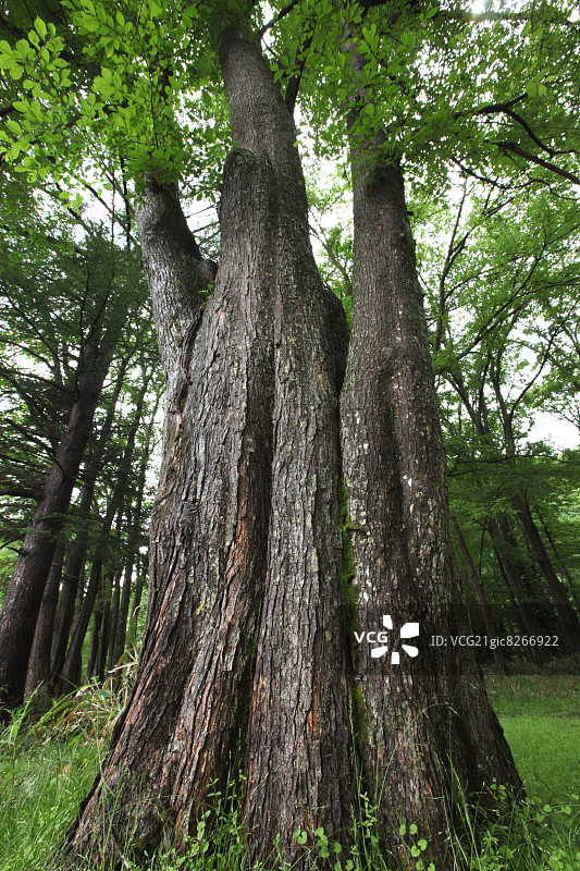枥木县的大树图片素材