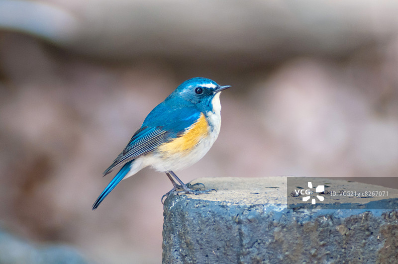 红胁蓝尾鸲图片素材