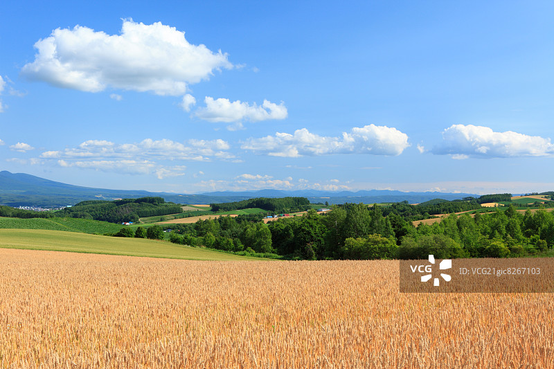 北海道初夏乡村风光图片素材