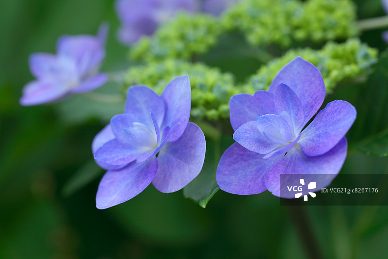 绣球花花图片素材