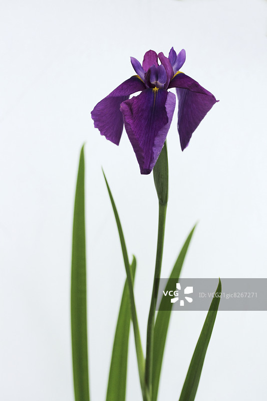 日本的虹膜图片素材